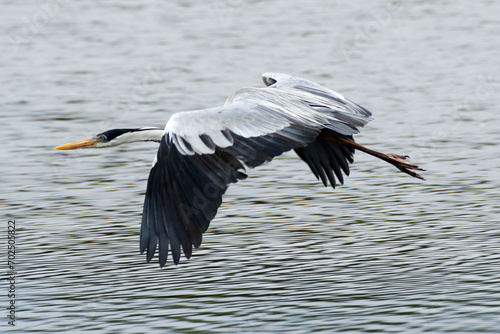 Garça Real Europeia em voo rasante na lagoa de Guaratiba - Maricá - RJ  photo