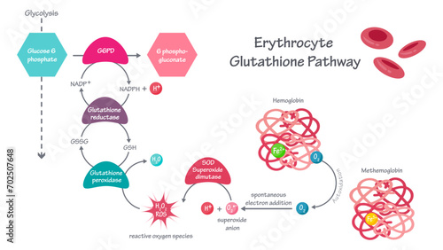 Erythrocyte glutathione enzymatic pathway vector illustration graphic photo