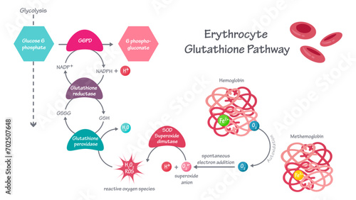 Erythrocyte glutathione enzymatic pathway vector illustration graphic