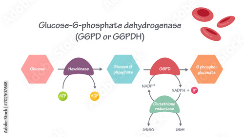 G6PD Glucose-6-Phosphate Dehydrogenase Pathway vector illustration graphic