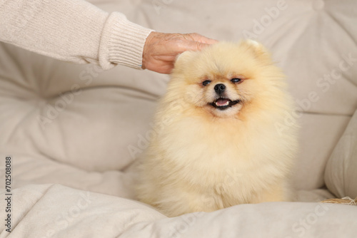 Cute Pomeranian dog with owner lying on sofa, closeup