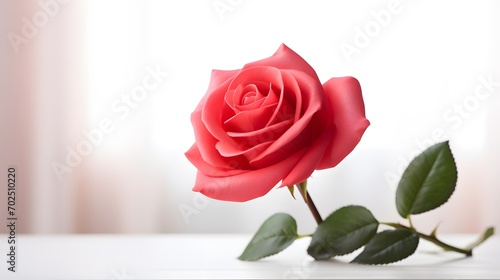 Rose isolated on white background  full depth of field