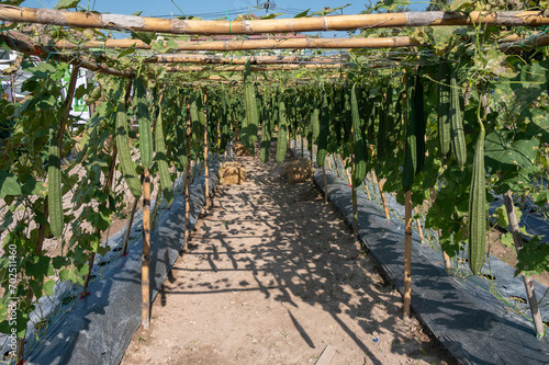 Bitter gourds growing in a farm. Bitter gourd is an important vegetable crop and is grown for its immature tuberculate fruits which have a unique bitter taste.  photo