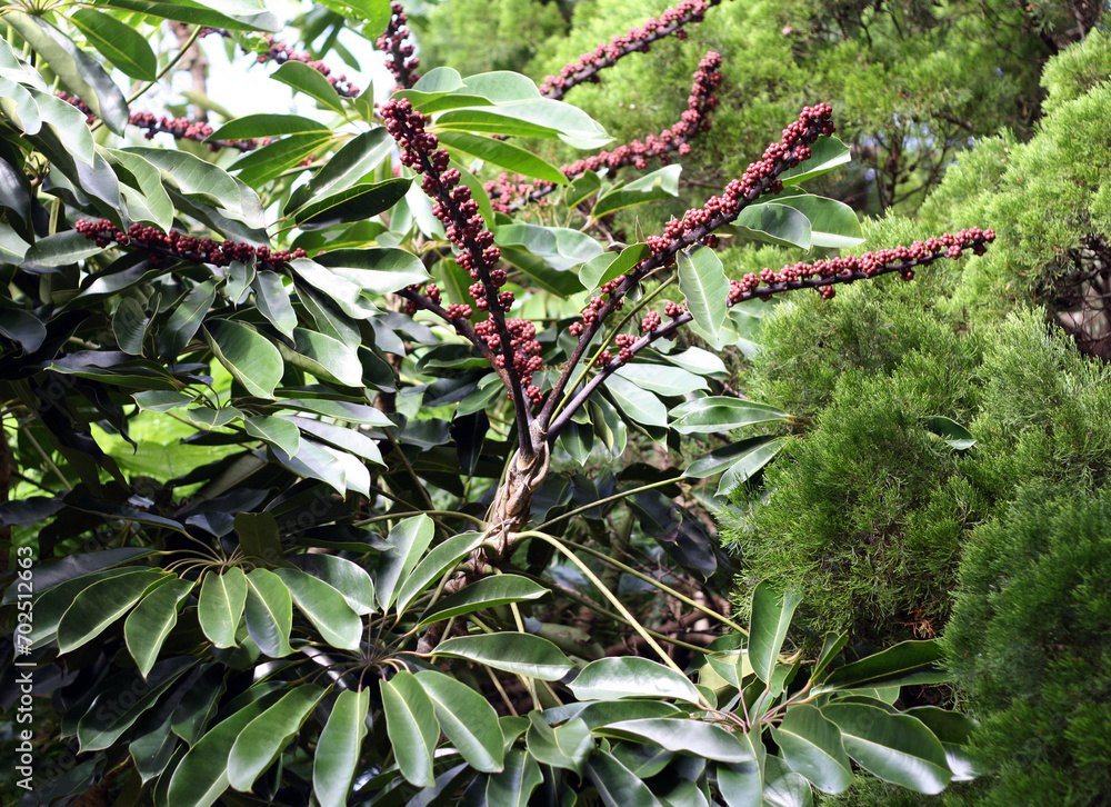 Heptapleurum actinophyllum (formerly Schefflera actinophylla). Common names include Australian