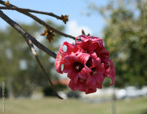 Branch of blooming little kurrajong tree (Brachychiton bidwillii) photo