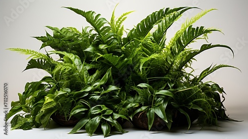 Green leaves tropical foliage plant bush of cascading Fishtail fern or forked giant sword fern (Nephrolepis spp.) the shade garden landscaping shrub plant isolated on white background : Generative AI photo