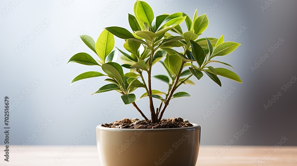 Indoor small green plant isolated on white : Generative AI