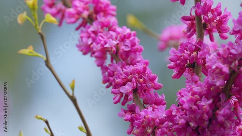 Spring Flowers - Cercis Siliquastrum Against Blurred Background. Sunny Spring Day. Close up. photo