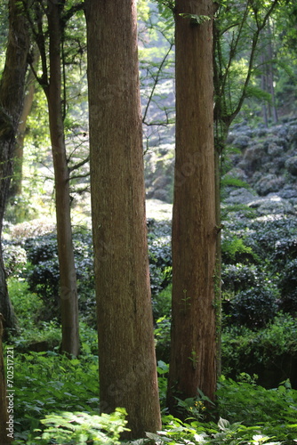 tree in the forest