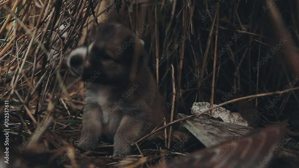 Silly little homeless puppies on a summer day. Silly little homeless puppies on a summer day.