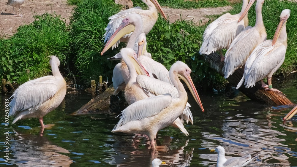 Flock of Wild Great White Pelican Birds Resting on River Bank