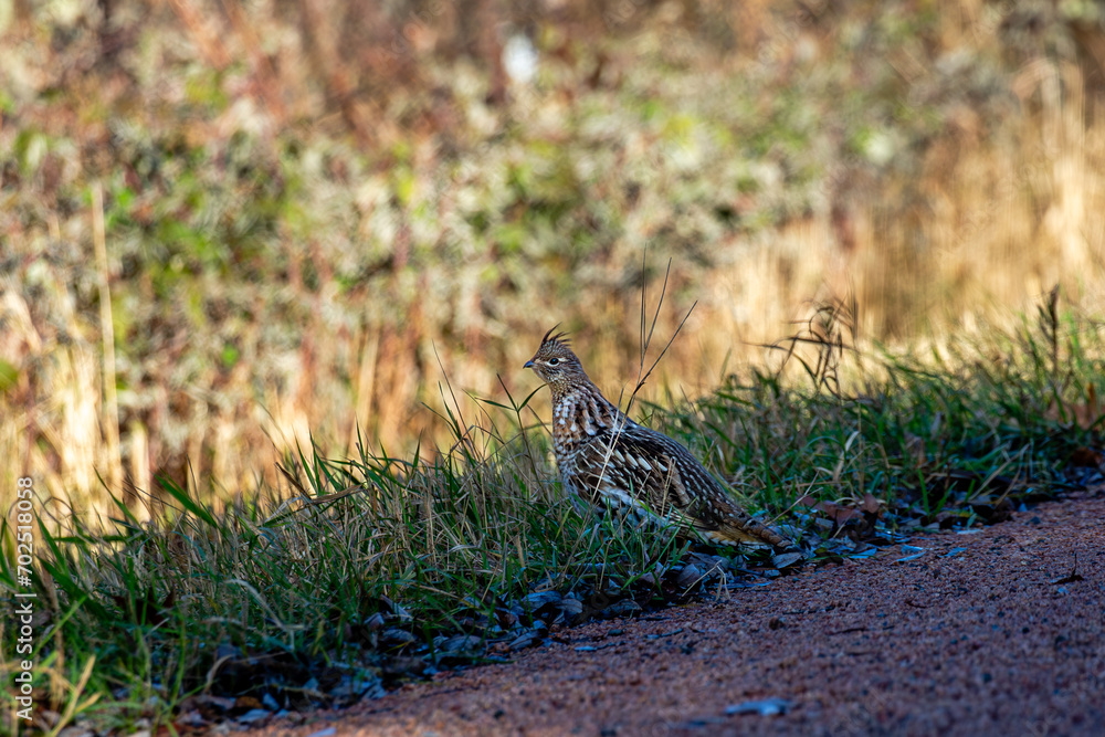 Ruffed Grouse (Bonasa umbellus) on the side of a gravel road