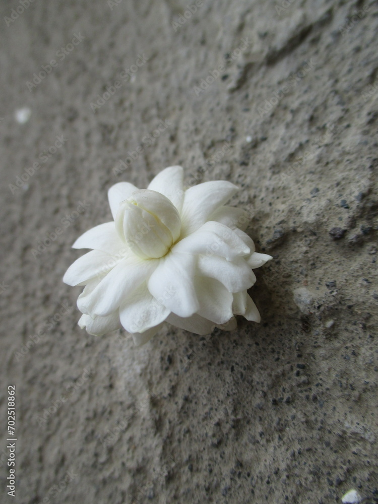 white flower on the ground white flower on the ground