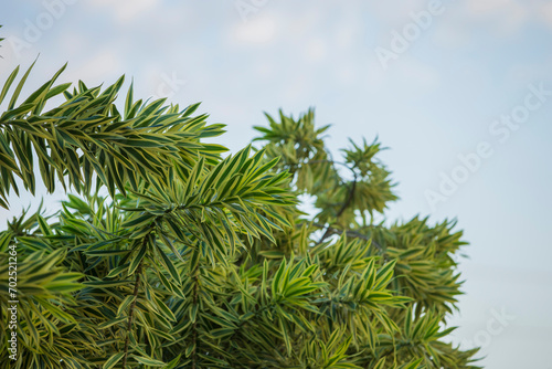 Close up of a tree with blue sky in the background.