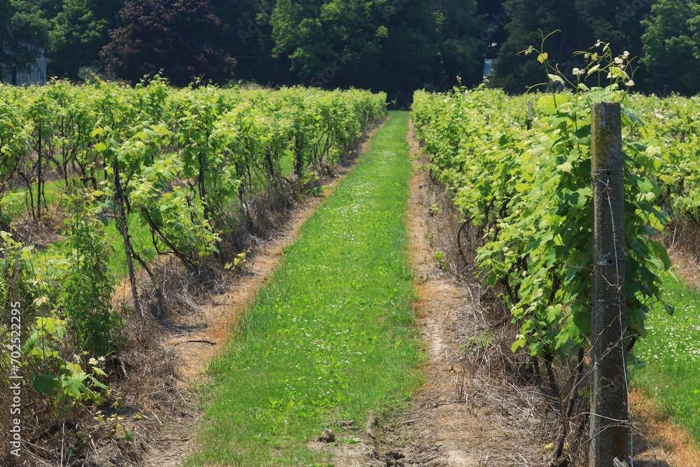 Wine grape vines in the vineyards