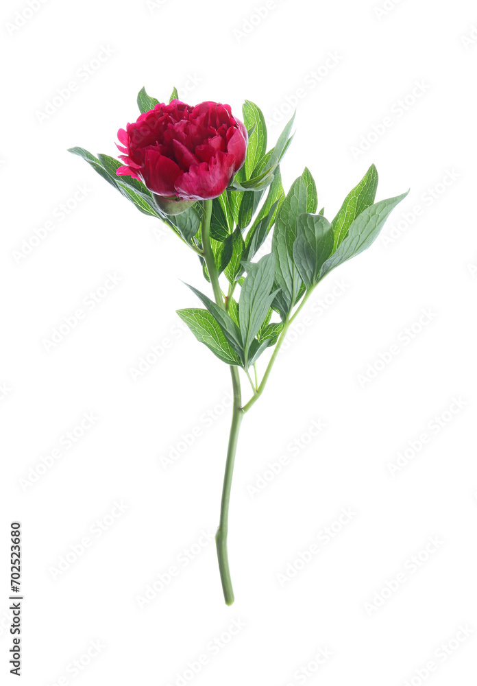 Obraz premium Beautiful red peony with leaves isolated on white