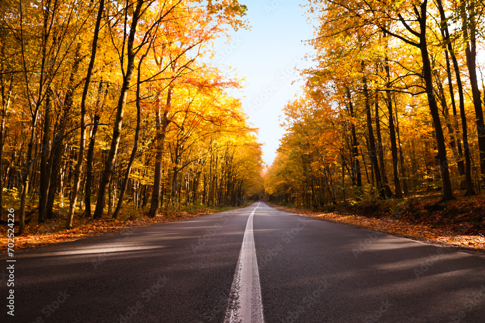 Obraz premium Beautiful view of asphalt road going through autumn forest