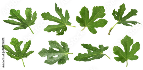 Green fig leaves isolated on white, set