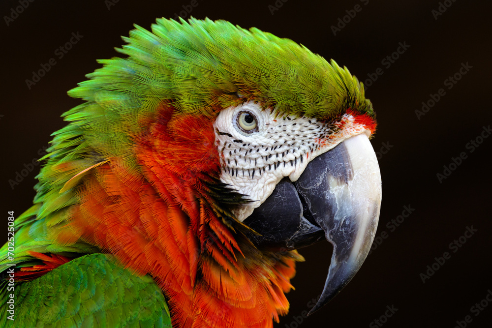 Feathered Grandeur: Close-Up Headshot of Colorful Macaw Parrot Against Dramatic Dark Backdrop