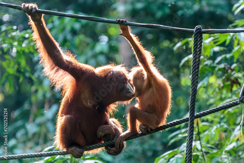 orangutans or pongo pygmaeus is the only asian great found on the island of Borneo and Sumatra photo