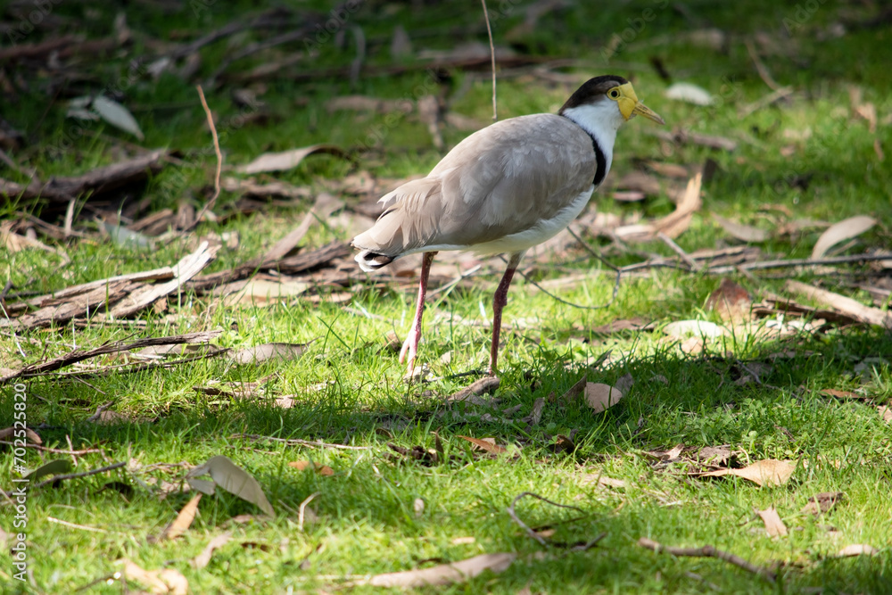 The Masked Lapwing is mainly white below, with brown wings and back and a black crown. Birds have large yellow wattles covering the face, The Masked Lapwing is mainly white below, with brown wings and back and a black crown. Birds have large yellow wattles covering the face,