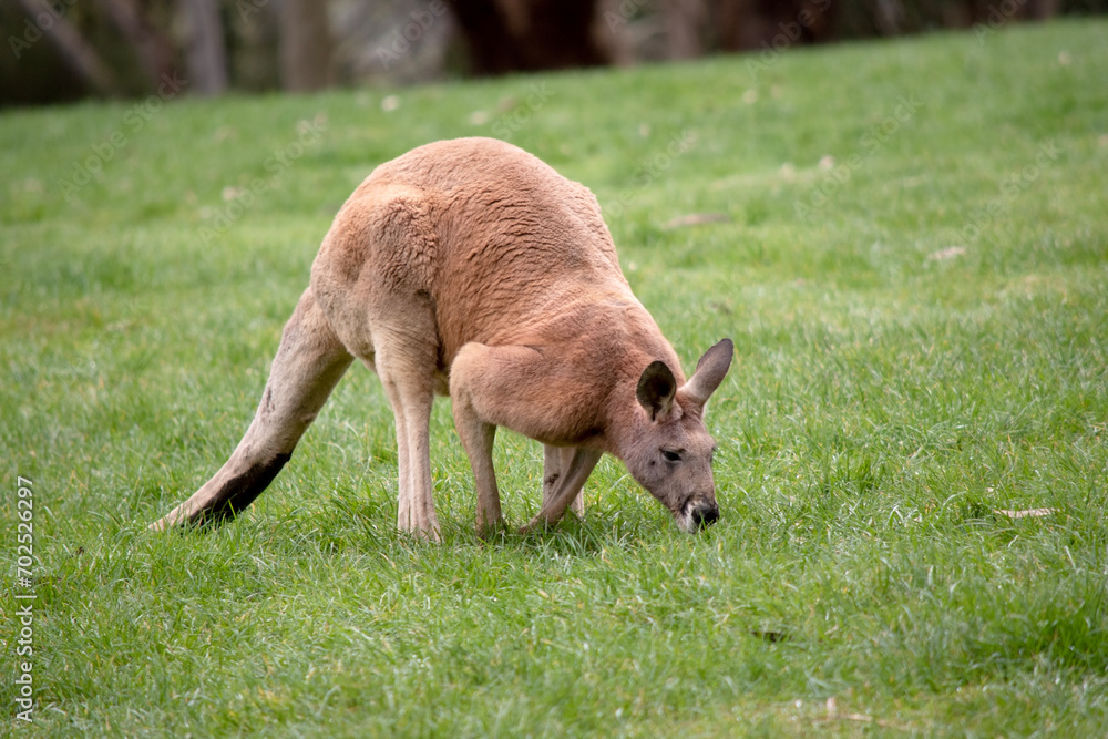 Male red kangaroos have red-brown fur. They have shortened upper limbs with clawed paws. Male red kangaroos have red-brown fur. They have shortened upper limbs with clawed paws.