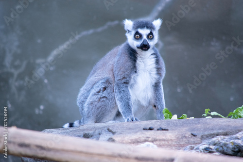Fototapeta Naklejka Na Ścianę i Meble -  Ring-tailed lemur backs are grey to rosy brown with grey limbs and dark grey heads and necks. They have white bellies.