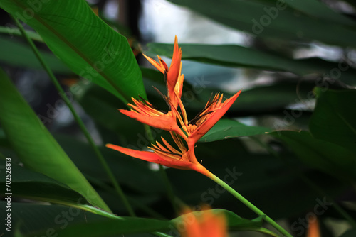 heliconia flower blooms in the garden. heliconia flower latin named heliconia psittacorum. heliconia flower from heliconiaceae family. this plant have beauty flower and grow in the tropical