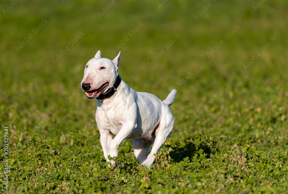White Miniature Bull Terrier running