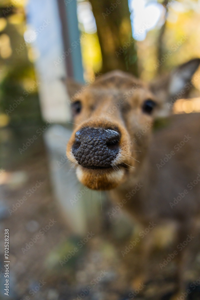 Obraz premium Wild deer and Torii gate of Nara Park in Japan. Deer are Nara's greatest tourist attraction. red Torii gate of Kasuga Taisha Shine one of the most popular temples in Nara City