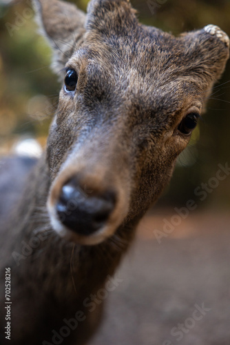 Wild deer and Torii gate of Nara Park in Japan. Deer are Nara's greatest tourist attraction. red Torii gate of Kasuga Taisha Shine one of the most popular temples in Nara City