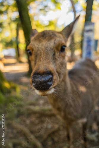 Wild deer and Torii gate of Nara Park in Japan. Deer are Nara s greatest tourist attraction. red Torii gate of Kasuga Taisha Shine one of the most popular temples in Nara City