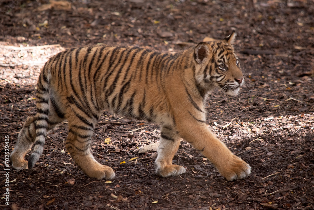 Fototapeta premium Tiger cubs are born small, blind, and weak. Tiger cubs are born with all their stripes and drink their mother's milk until they are six months old and then only eat meat.