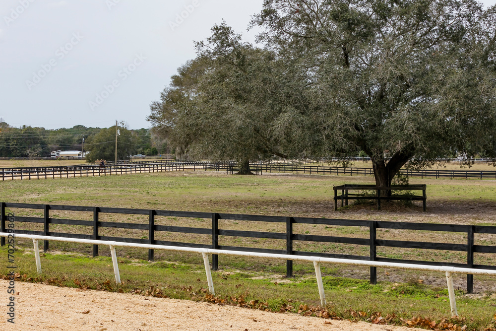A view of a horse training track in Florida with a white rail and fenced infield pastures with large oak trees.