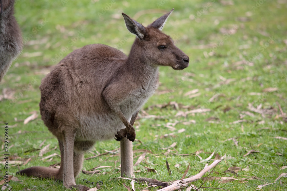 Western grey kangaroos have short hair, powerful hind legs, small forelimbs, big feet and a long tail. They have excellent hearing and keen eyesight. Western grey kangaroos have short hair, powerful hind legs, small forelimbs, big feet and a long tail. They have excellent hearing and keen eyesight.