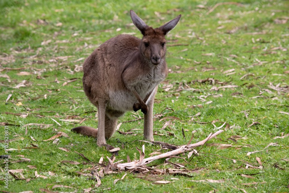 Western grey kangaroos have short hair, powerful hind legs, small forelimbs, big feet and a long tail. They have excellent hearing and keen eyesight. Western grey kangaroos have short hair, powerful hind legs, small forelimbs, big feet and a long tail. They have excellent hearing and keen eyesight.