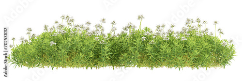 grass isolated on white