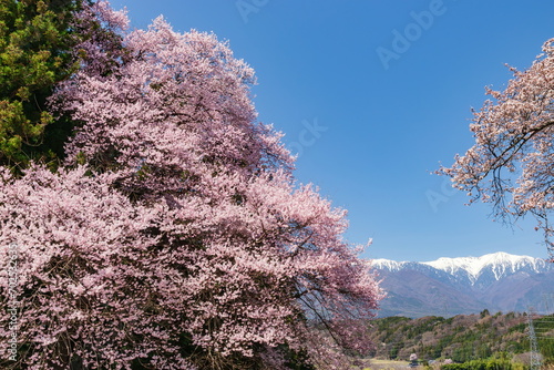 長野県上伊那郡飯島町の桜風景・後方には中央アルプス南駒連峰が見えます photo