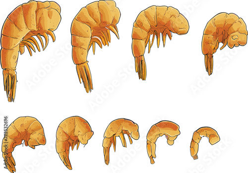 set of shrimp, fried shrimps prawn illustration