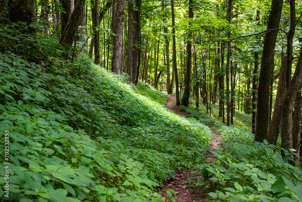 HIKING TRAIL IN WOODS HIKING TRAIL IN WOODS