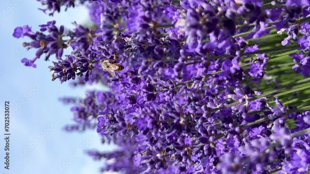 The honey bee pollinates lavender flowers. lavender flowers with bees. Vertical The honey bee pollinates lavender flowers. lavender flowers with bees. Vertical