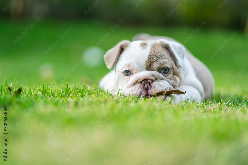 Happy French bulldog playing on grass in the garden Happy French bulldog playing on grass in the garden