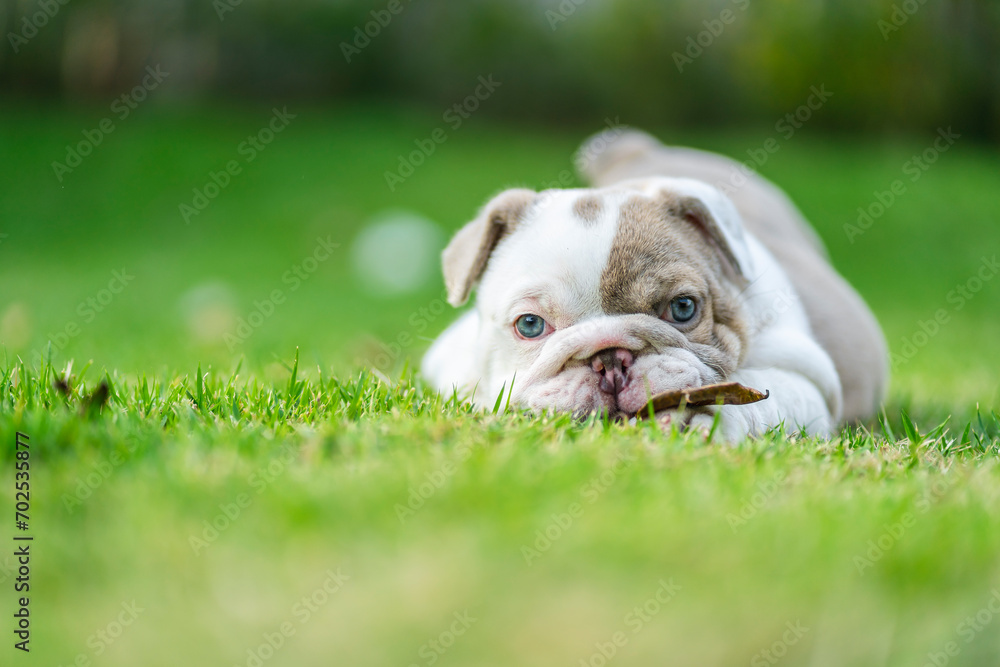 Happy French bulldog playing on grass in the garden