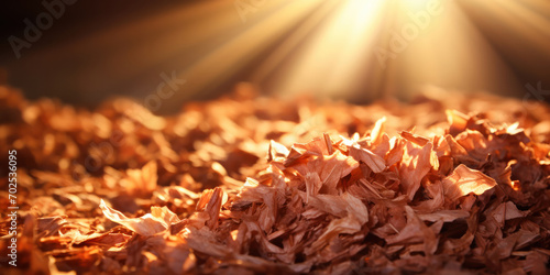 Rich mahogany wood shavings glow under a late afternoon sunbeam photo