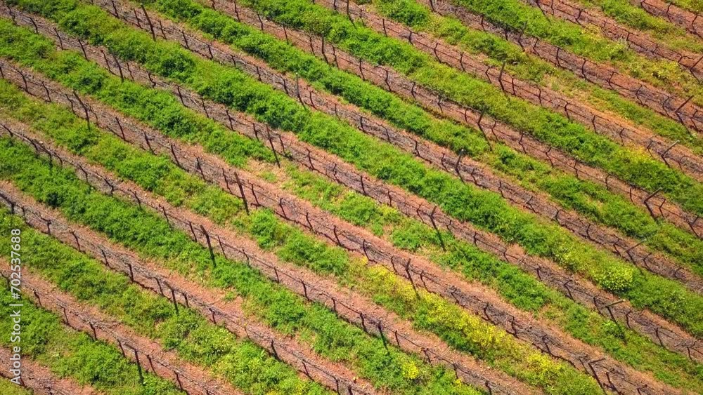 Drone, vineyard and farm for landscape, outdoor and agriculture with growth, development or trees. Aerial view, eco friendly farming and sustainability in nature, environment and field in countryside Drone, vineyard and farm for landscape, outdoor and agriculture with growth, development or trees. Aerial view, eco friendly farming and sustainability in nature, environment and field in countryside