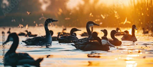 Birds peacefully swimming in the natural wildlife habitat of Romania's Danube Delta landscape.