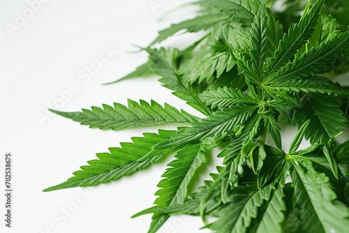 Many marijuana leaves On a white background, studio photo concept, medical marijuana. Combined treatment, background