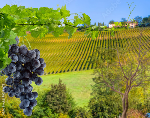 Vignes en Toscane  photo