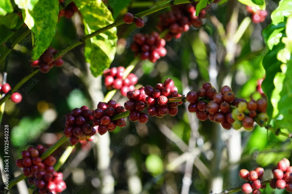 Organic coffee plantations and coffee trees, ripe coffee cherry berries are red. Organic coffee plantations and coffee trees, ripe coffee cherry berries are red.