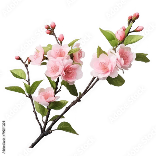 Peach blossom branch on isolate transparency background  PNG